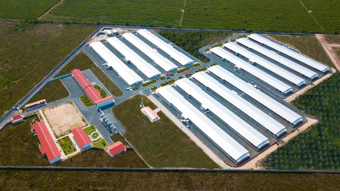 
Trang trại gà giống - Công ty C.P. Việt Nam
