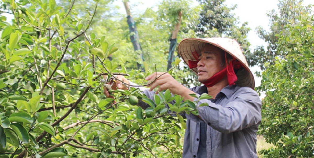 

Ông Tống Văn Hướng được xem là tỷ phú nông dân tại xã Minh Hòa, huyện Dầu Tiếng, tỉnh Bình Dương với mô hình vườn cây ăn trái đặc sản theo chuẩn VietGAP
