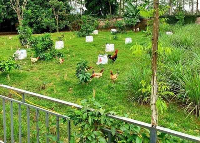 

Khu vườn nuôi gà, trồng rau của gia đình Shark Hưng
