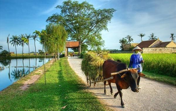 
Nông nghiệp Việt Nam đã có những bước tiến vượt bậc nhờ quá trình công nghiệp hóa, hiện đại hóa nông nghiệp, nông thôn

