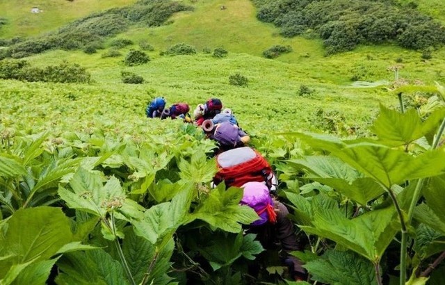 
Thực vật khổng lồ hiện diện ở nhiều địa điểm trong vùng
