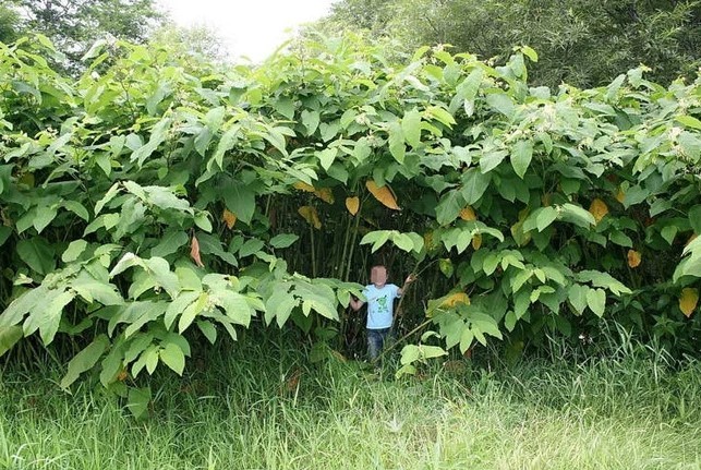 
Dưới tán của các loài thực vật, con người trở thành "tí hon"
