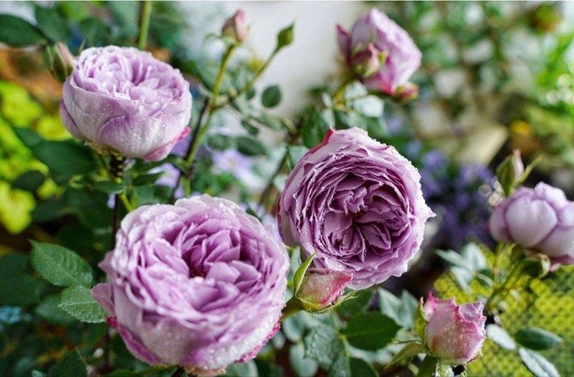 

Hoa hồng mang đến cho khu vườn vẻ đẹp thơ mộng và tăng không khí lãng mạn
