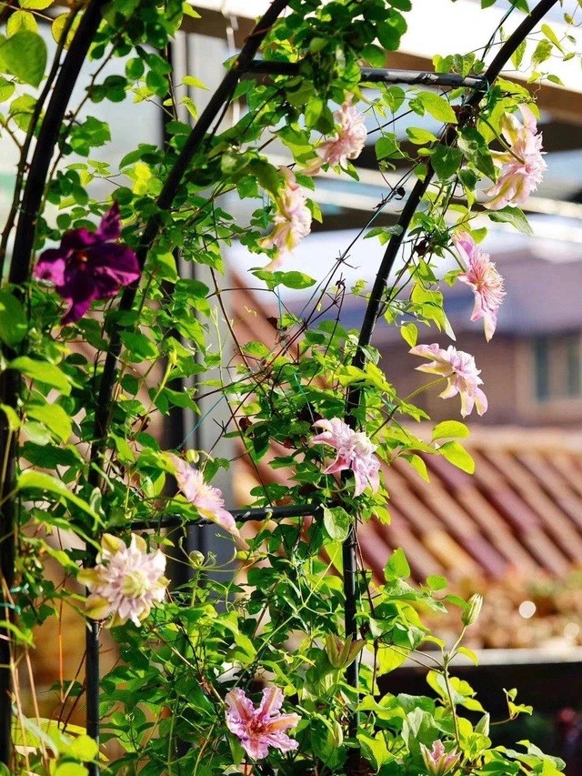 

Vẻ đẹp dịu dàng của hoa Clematis trong nắm ấm mùa xuân giúp cho khu vườn thêm tràn đầy sức sống
