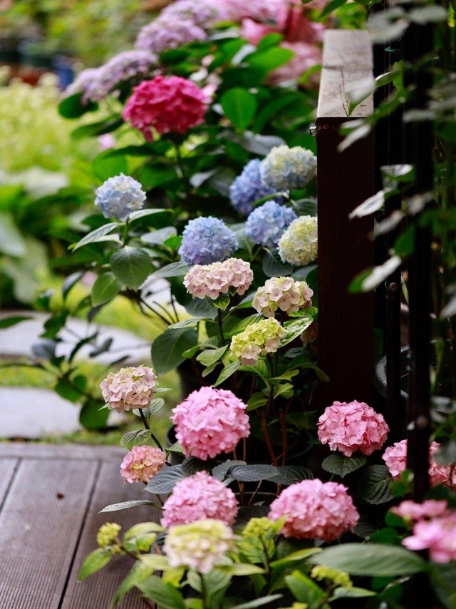

Khu vườn thêm sinh động, tràn đầy sức sống nhờ những bụi hoa cẩm tú cầu đầy màu sắc
