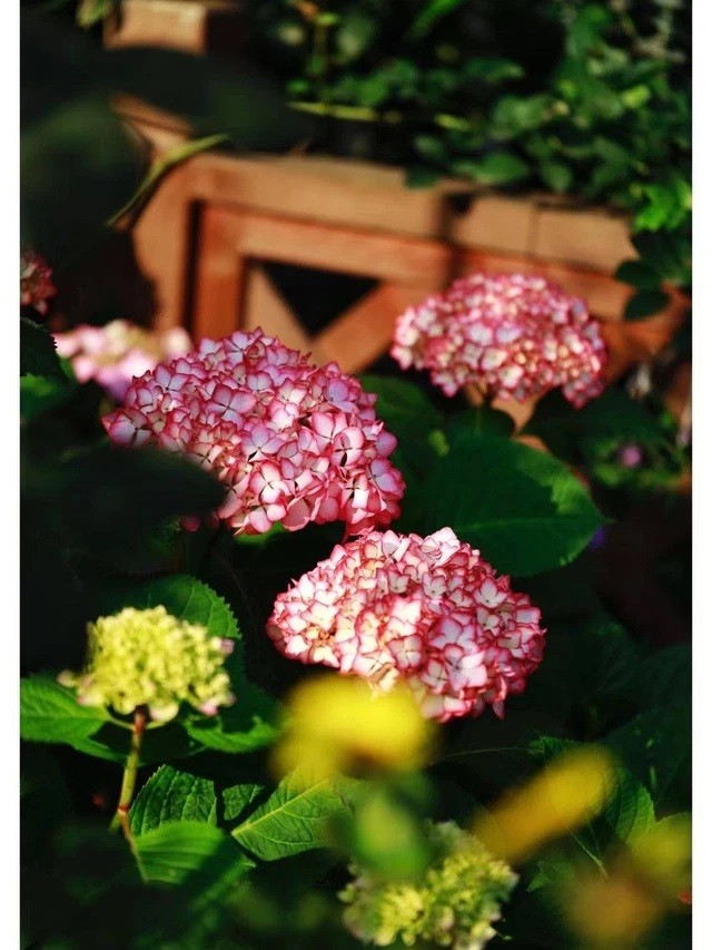 

Trong khu vườn sân thượng của mẹ anh có rất nhiều hoa cẩm tú cầu đa dạng sắc màu

