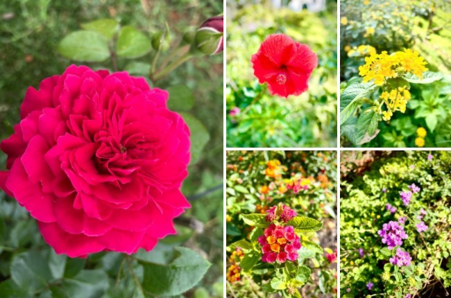 
Trong vườn nhà chị có rất nhiều loại hoa thân gỗ, các loài hoa thay nhau nở quanh năm giúp cho sân vườn nhà chị có nhiều màu sắc rực rỡ
