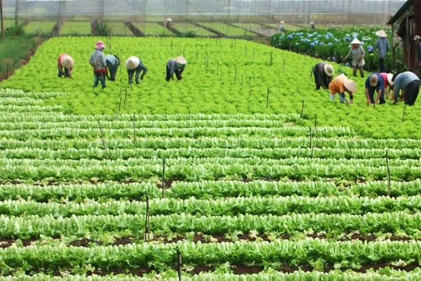 
Bộ Tài chính đã đưa ra đề xuất miễn thuế sử dụng đất nông nghiệp trong 10 năm để có thể cải thiện đời sống của bà con nông dân
