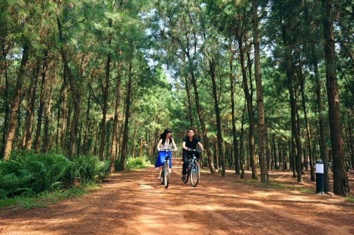 
Rừng thông tuyệt đẹp tại Đại Lải
