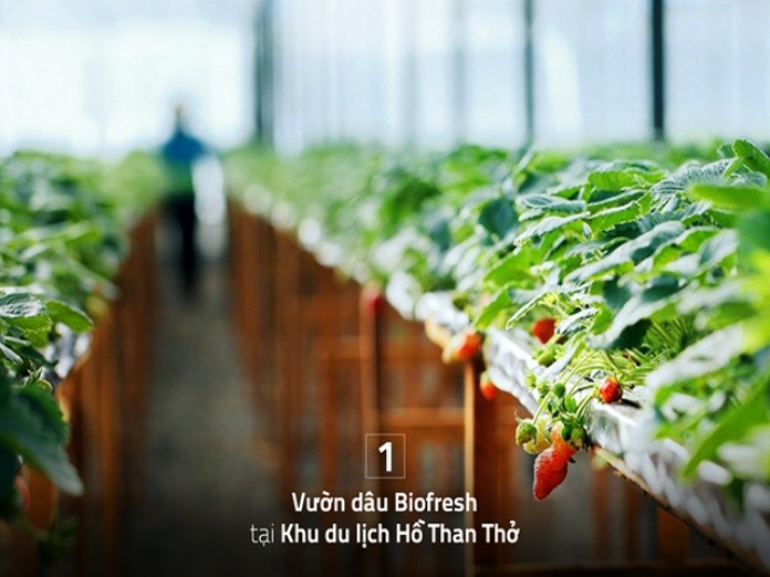 
Khí hậu mát mẻ tạo ra vườn mộng mơ dâu tại Hồ Than Thở
