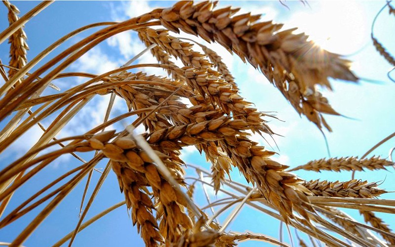 
Liên hợp quốc đã cho biết việc xuất khẩu ngũ cốc sang cho Ukraine giảm xuống có thể làm gia tăng giá lương thực và thực phẩm quốc tế từ 8% tới 22%.
