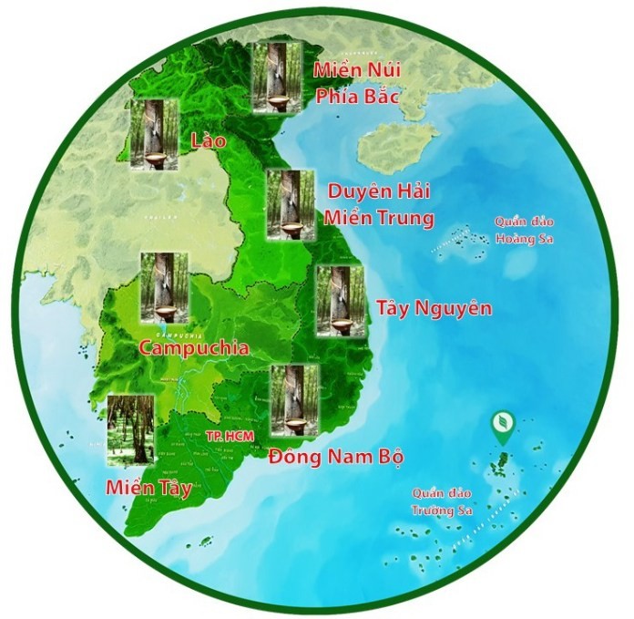 
Tập đoàn VRG phủ khắp 34 tỉnh thành phố trong cả nước và tại Lào, Campuchia
