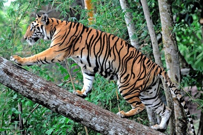 
Dù hổ là động vật hoang dã nhưng có mối quan hệ bền chặt với con người
