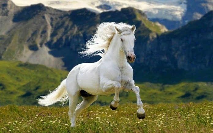 
Ngựa là một con vật nhanh nhẹn, kiên nhẫn và bền bỉ
