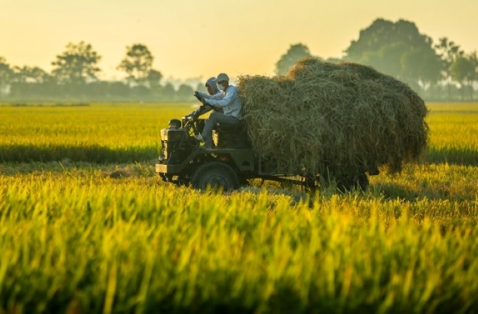 

Chuột báo hiệu một vụ mùa bội thu theo quan niệm của miền Tây Nam Bộ

