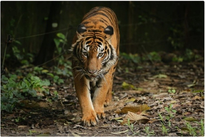 
Hổ là loài vật biểu tượng của quyền lực, có sức mạnh chinh phục muôn loài, chúa tể sơn lâm
