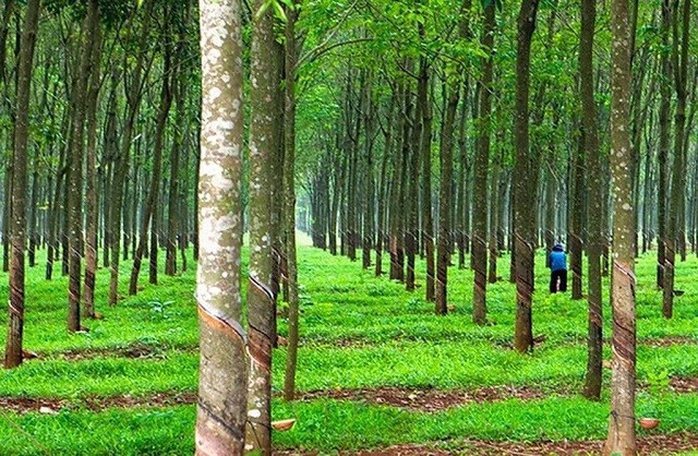 
Hình ảnh minh họa đất trồng cây lâu năm
