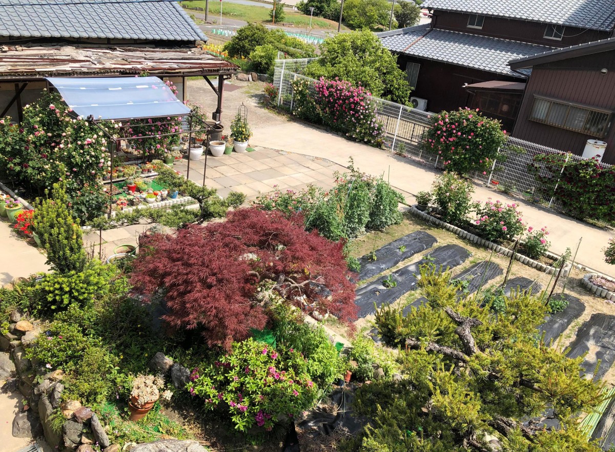 
Ảnh khu vườn Nhật Bản được chụp từ trên nhà chính xuống
