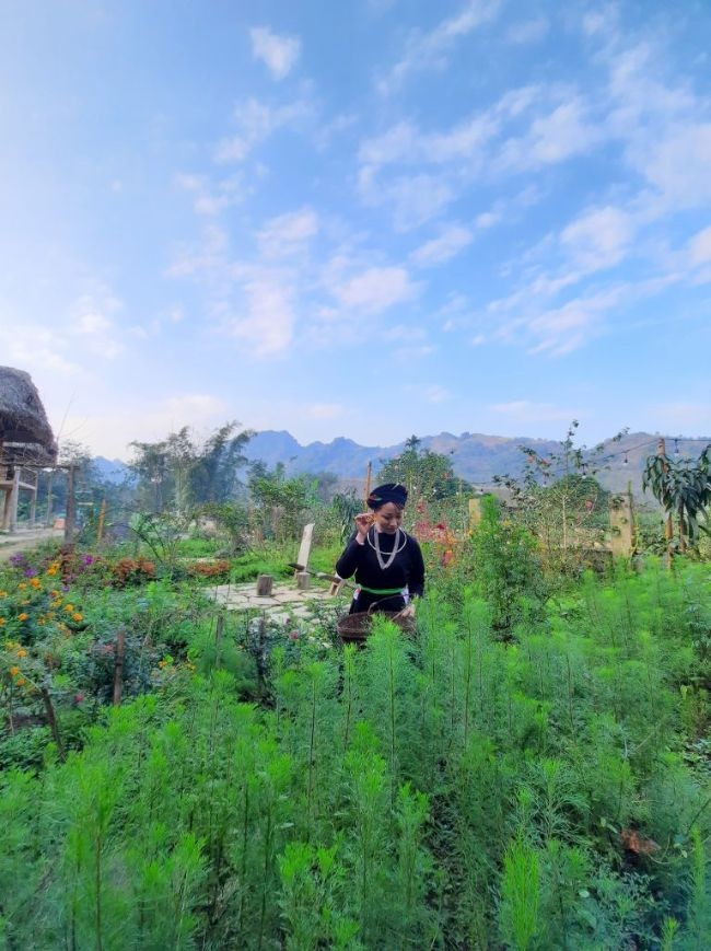 
Vườn rau xanh ngắt ở Xoi Farmstay ( Lục Yên, Yên Bái)
