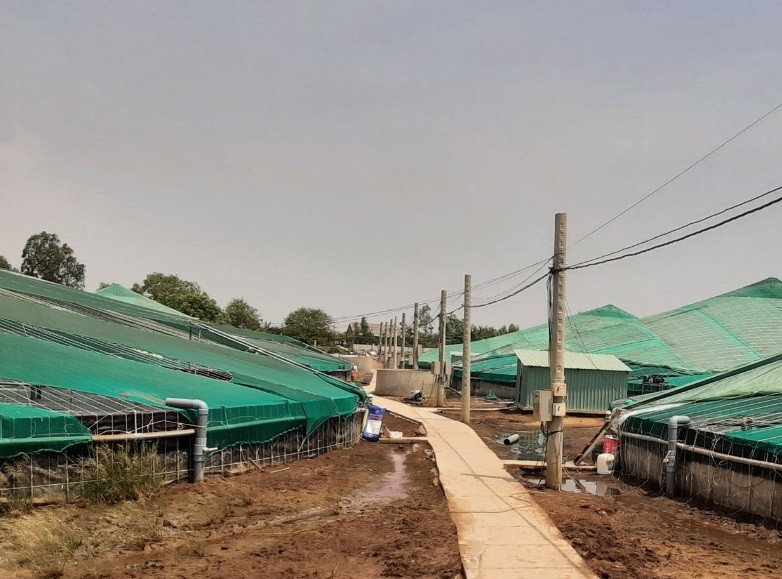 

Trên bãi bùn tại huyện cù lao Tân Phú Đông giờ đã mọc lên những trại nuôi tôm công nghiệp của anh Ngô Minh Tuấn
