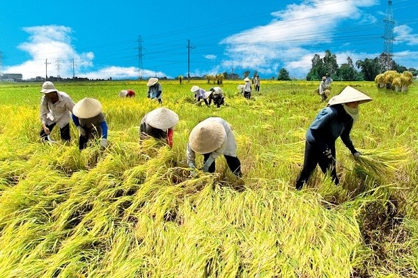 
Đất nông nghiệp sử dụng để trồng lúa
