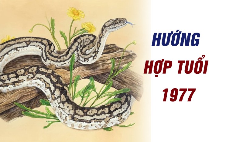 
Tầm quan trọng của chọn hướng trong phong thuỷ với người tuổi Đinh Tỵ 1977
