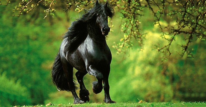 
Khi một con ngựa vừa bước ra khỏi chuồng và đi đến một thảo nguyên rộng lớn, nó sẽ nhanh chóng bị thu hút bởi đám cỏ xanh tươi trước mắt. Ảnh: minh họa
