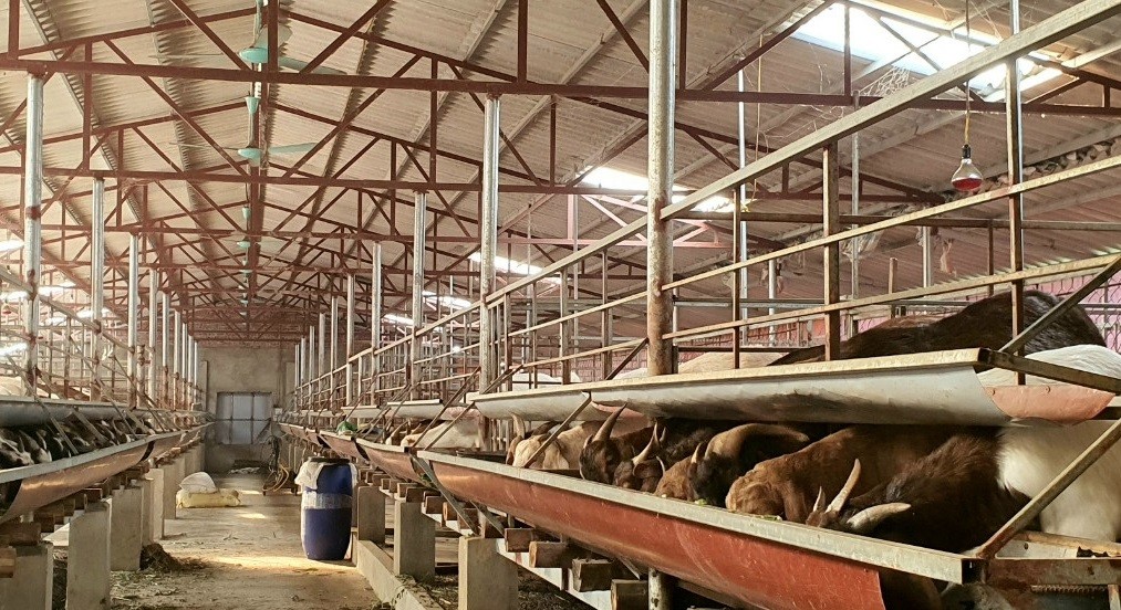 
Mỗi năm trang trại của anh Công sẽ xuất bán 2 đợt với hàng trăm con dê thịt đến các tỉnh phía Bắc như Hà Nội, Hà Nam, Bắc Giang,....

