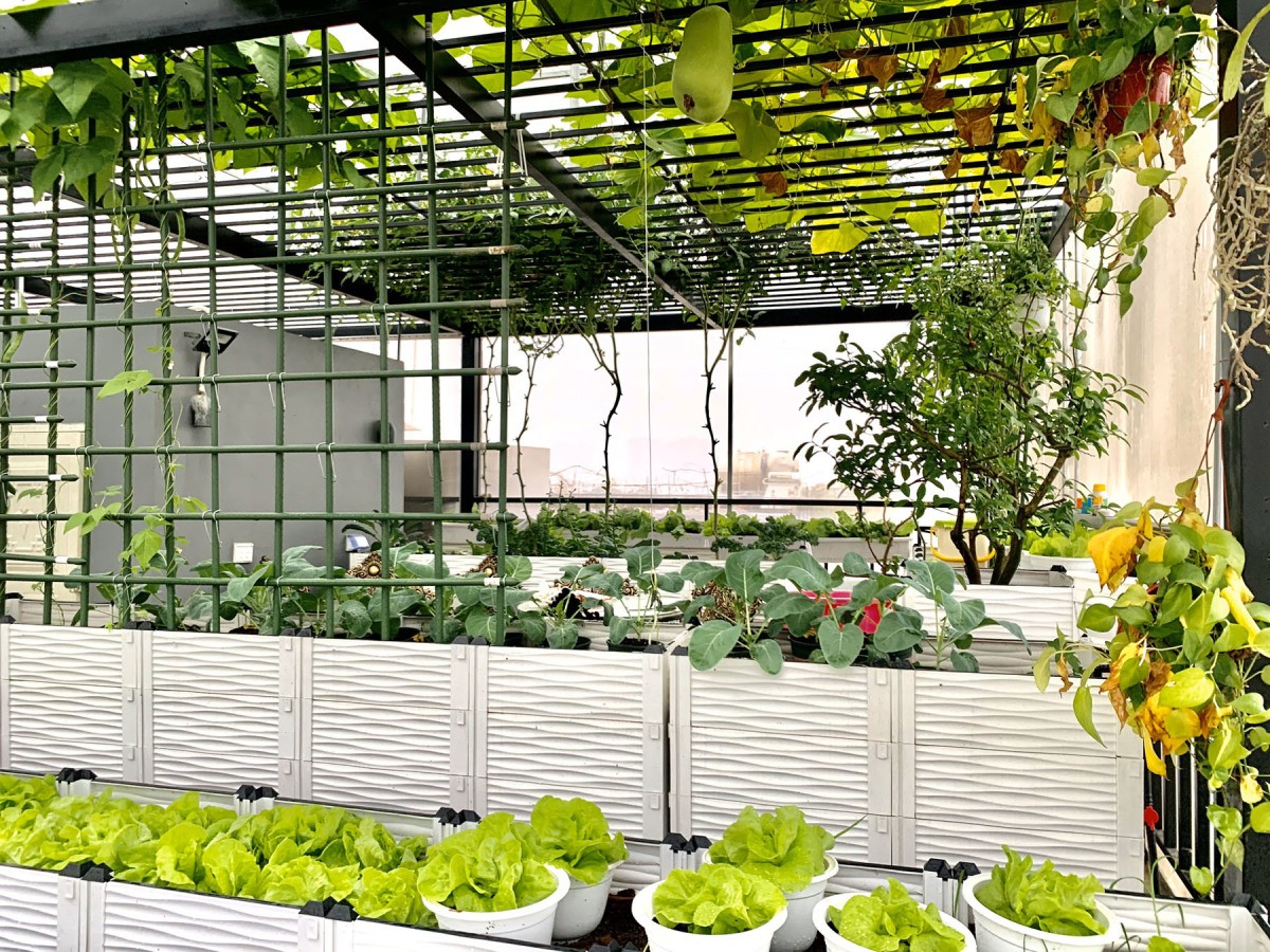 
Vườn rau trên sân thượng được thiết kế thông minh để trồng được nhiều loại cây, anh Toàn bố trí thêm hệ thống tưới nước tự động cho khu vườn
