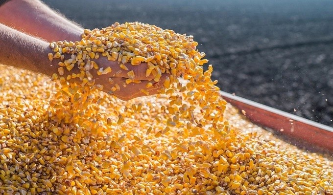 15 triệu tấn ngô của Ukraine chưa được xuất khẩu, tình trạng thiếu ngũ cốc toàn cầu là điều khó tránh khỏi - ảnh 4