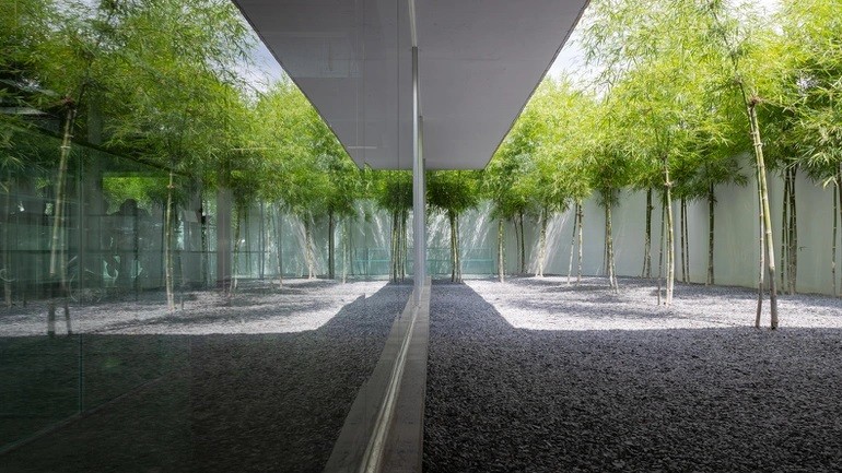 
Các nhân viên của công ty gọi vườn tre là Vùng xám, vì nó hài hòa giữa yếu tố ánh sáng và bóng râm
