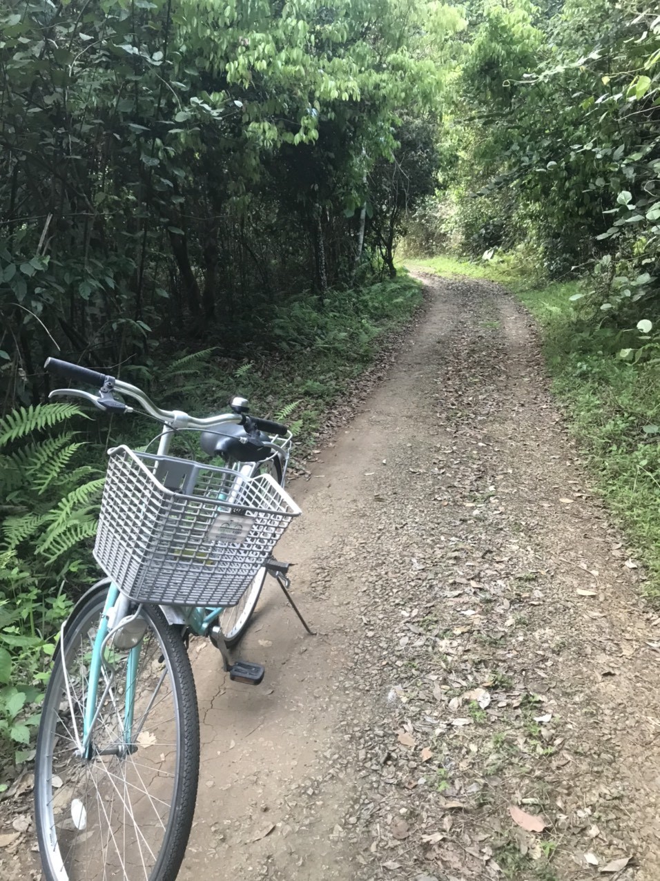
Để khám phá Việt Hải, phương tiện xe đạp sẽ thuận lợi nhất. Con đường dẫn vào ngôi nhà cổ theo sự chỉ dẫn của người dân đảo, rất ít khách du lịch "mò" tới địa điểm này.
