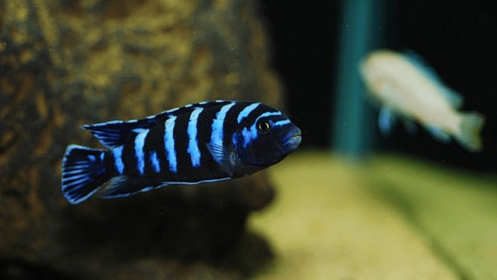 



Cá Ali xanh đen phù hợp với tuổi Tân Mão&nbsp;

