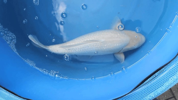 



Cá Koi Platinum Ogon hợp với người tuổi Ất Mão&nbsp;

