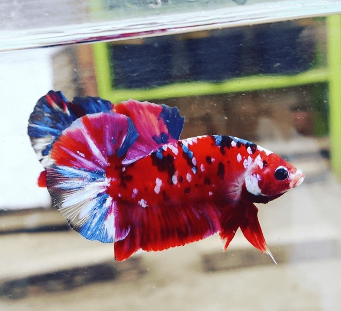 



Cá Betta Koi Galaxy nổi bật với màu đỏ&nbsp;

