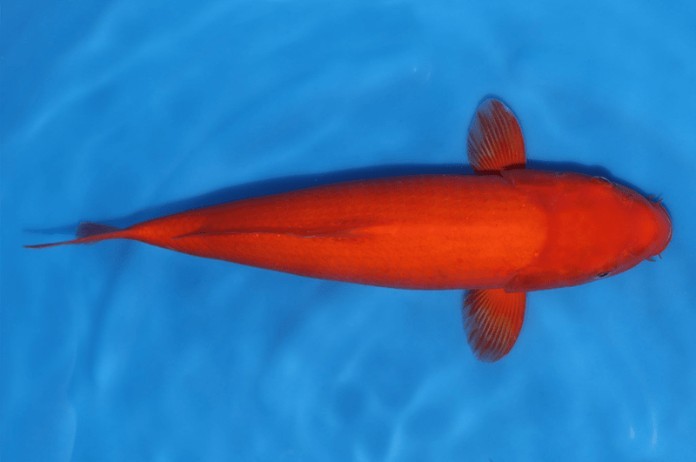 



Cá Koi màu đỏ cam phù hợp cho người tuổi Kỷ Mùi

