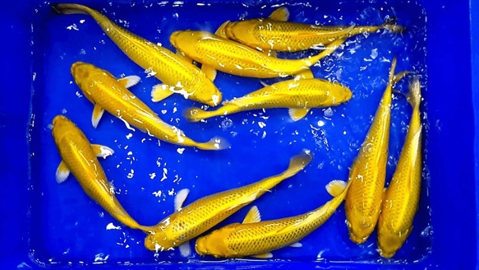 Cá koi vàng dành cho tuổi Giáp Ngọ mệnh Kim