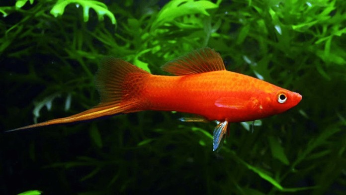 Cá đuôi cá phù hợp với tuổi Mậu Ngọ