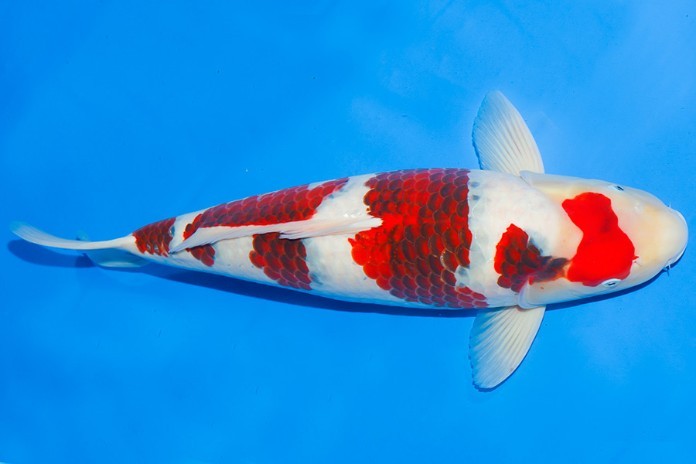 Tuổi Sửu mệnh Thổ phù hợp với cá Koi