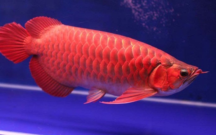 Cá rồng thường được nuôi trong bể cá phong thủy theo tuổi Thìn