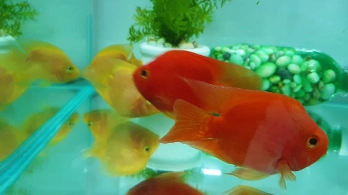 Cá Huyết Anh Vũ hợp với người mệnh hỏa