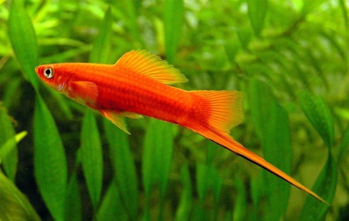 Cá Hồng kiếm tứ với đặc điểm nổi bật, phù hợp với người tuổi Tuất mệnh Kim
