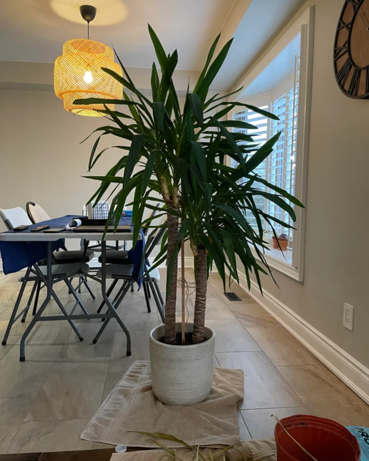 11 loại cây có kích thước lớn phù hợp với không gian phòng khách nhà bạn - ảnh 5