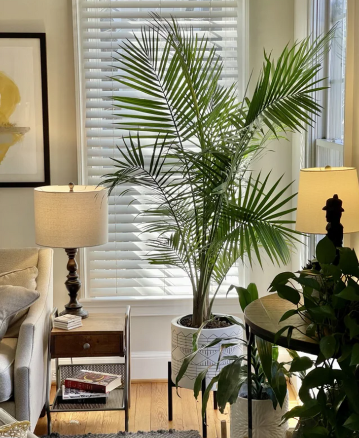 11 loại cây có kích thước lớn phù hợp với không gian phòng khách nhà bạn - ảnh 7