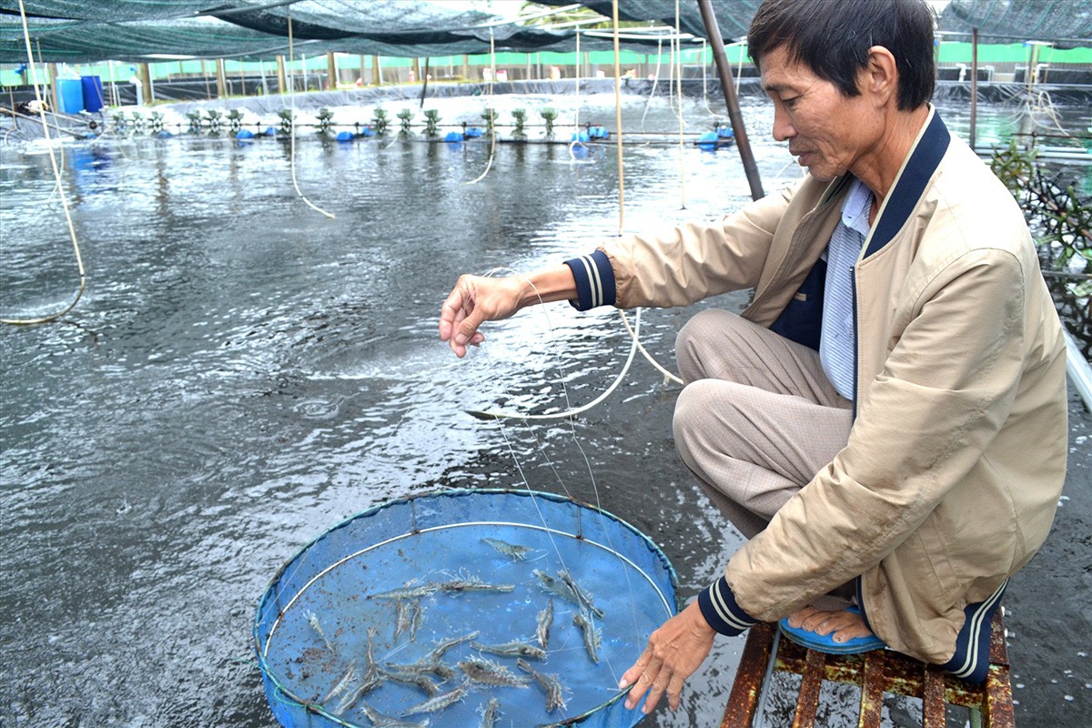 

Ông Trần Công Thành hiện nay đang đầu tư nuôi tôm theo mô hình CPF-Combine trên 7ha với 16 ao xử lý nước, 8 ao ương tôm giống, 21 ao nuôi tôm thương phẩm và 2 ao xử lý nước thải trước khi được xả ra môi trường
