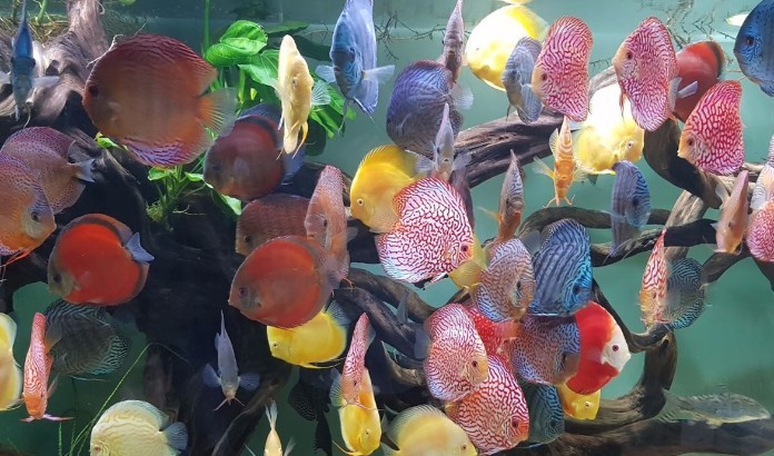 



Cá ngũ sắc thần tiên sở hữu màu sắc cực đa dạng

