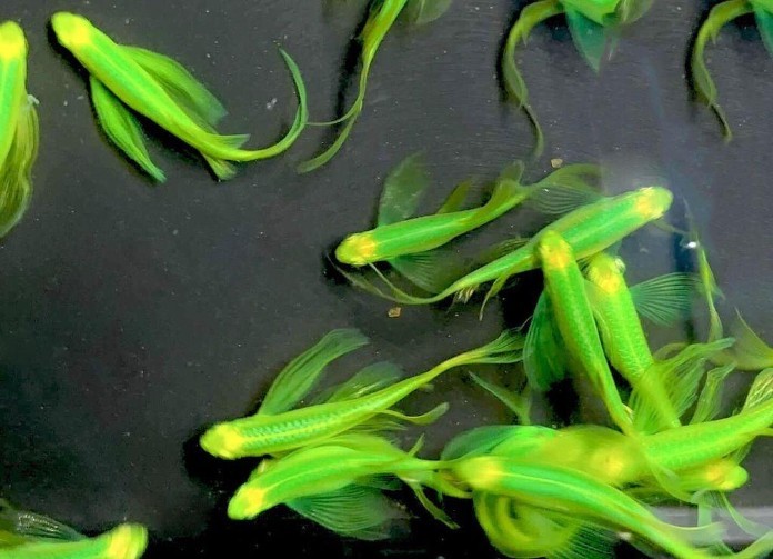 



Người mệnh Mộc nên chọn cá Sọc Ngựa xanh lá để hợp phong thuỷ

