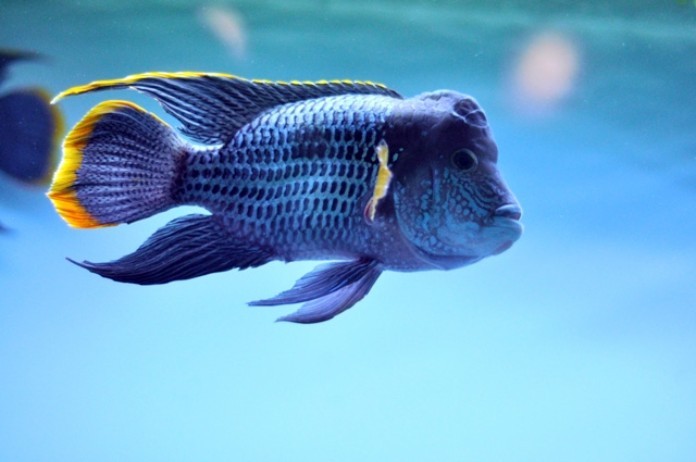 



Cá La Hán Kim Cương màu xanh dương

