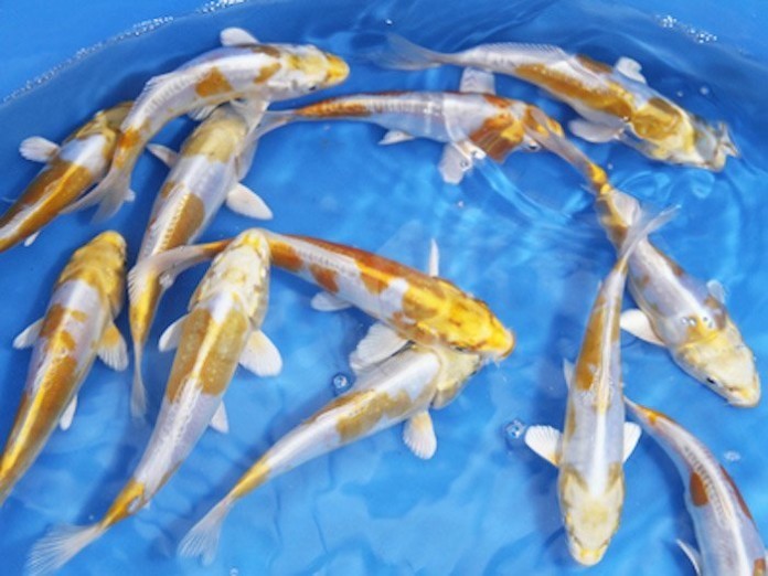 



Giống cá Koi đắt tiền là biểu tượng cho sự may mắn

