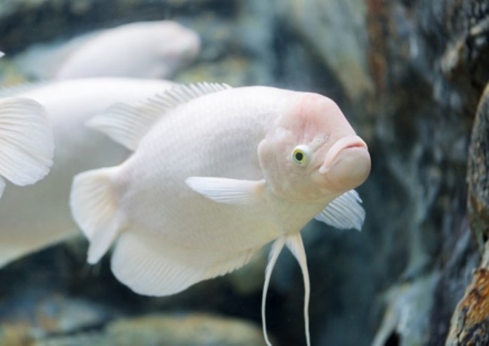 Cá Phát Tài cùng cái tên mang lại may mắn cho gia chủ mệnh Thủy